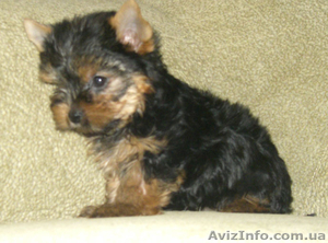 продами ЙОРКШИРСКИЙ ТЕРЬЕР #35573