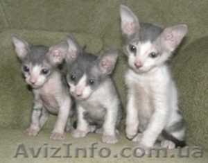 Котята ДОНСКОГО СФИНКСА. ВОЗМОЖЕН ТОРГ #45813
