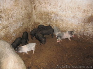 Вьетнамские вислобрюхие поросята #40583