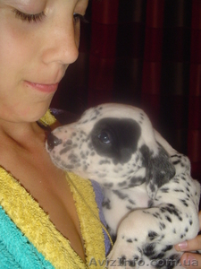 далматины Очень красивые #23475