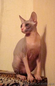 Коты Донские сфинксы #45908