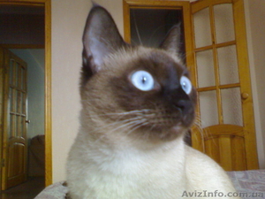 ПОТЕРЯЛАСЬ КОШКА! #46472