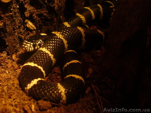 калифорнийская королевская змея #37646