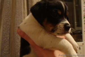 Щенки Джек рассел терьера (парсон) #45940