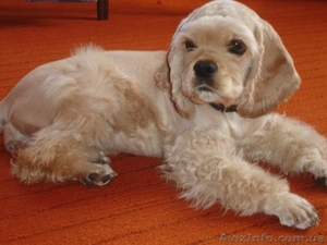 Срочно продам Американского кокера-спаниеля #39949