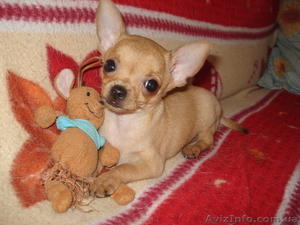 Продам  мини чихуахуа мальчик 3  мес вес 550 грамм ..  #39974