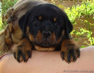 элитные щеночки ротвейлера #38936