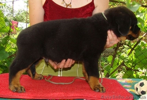  щенки ротвейлера #44812