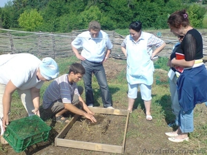 Красный калифорнийский червь #42452