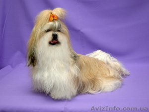щенок ши-тцу для шоу и разведения. #41700