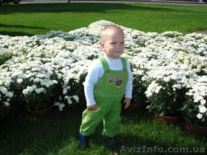 Многолетники в контейнерах из собственного питомника. #46085