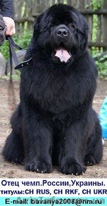 Щенки ньюфаундленда в Харькове ( шоу класс) #40965