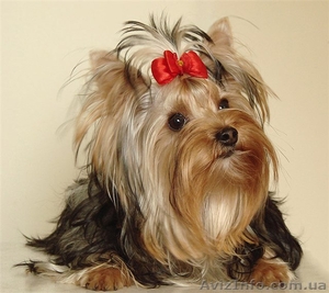 публичная собак #44277