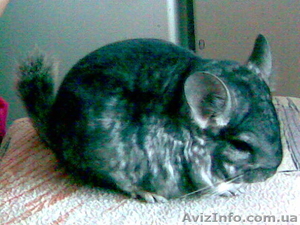 Продам шиншилу с клеткой #38360