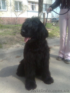 продам щенка черноо терьера #39271
