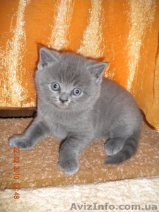 Британцы котята #43268