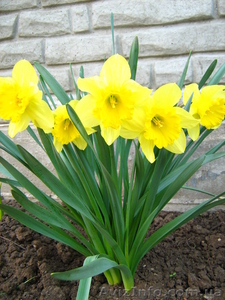 НАРЦИСС крупнокорончатый яркожелтый /КАРЛТОН/ #42100