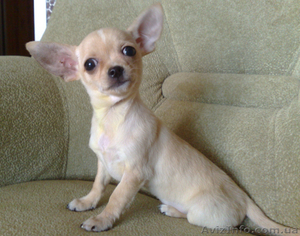 Щенок чихуахуа мальчик. Возможен ТОРГ #45805