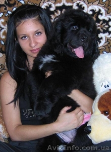 Щенки ньюфаундленда  шоу класса в Харькове #34020