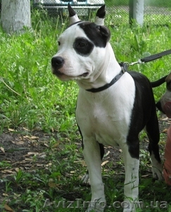 Амер. Стафф. Терьер щенки ШОУ-класса #43714