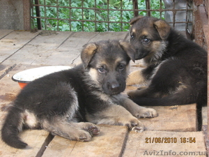 щенки немецкой овчарки ждут своих хозяивов! #44013