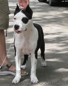 Стаффоршидский Терьер щенок девочка ШОУ-класса (амстафф) #46080