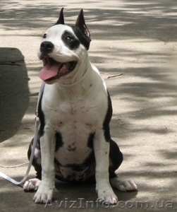 Супер щенок девочка Американского Стаффоршидского Терьера (стафф терьер #45917