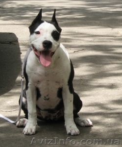  Американский Стаффоршидский Терьер девочка #46161