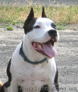 Перспективный щенок девочка Амер Стафф Терьера #47017