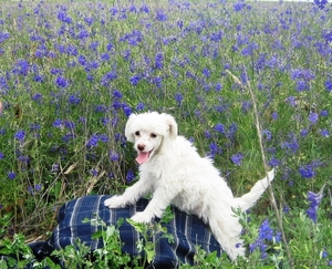 Продам Щенков КитайскихХохлатых #46958