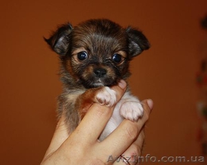 Чихуахуа   мини щенки. #45071