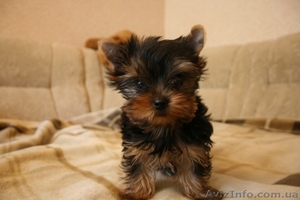 Продам прекрасного щенка йорка #41398