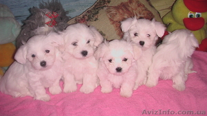 болонка-мальтез #40617