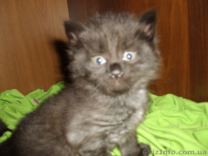 Подарю пушистых кошечек #40850