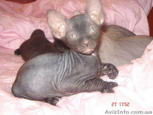 Котенок Донского мфинкса #40952