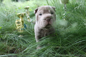 щенки шарпея лилового окраса #45163