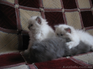 Персидские котята #42037