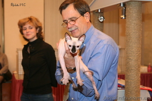 вязка канадского котика #45857