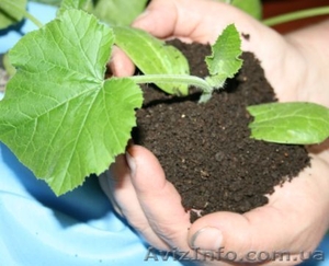 Биогумус- для здоровья сада. #46089