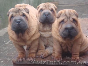 Питомник шар-пеев РИШЕЛЬЕ #41917