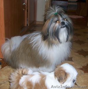 Ши-тцу щенки Недорого #41317