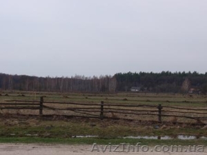 Продаётся дом с участком  земли 40 соток  в Житомирская обл. #44322