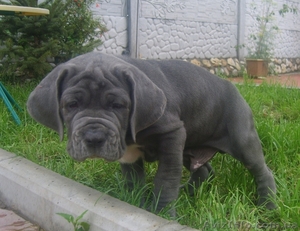 Щенки мастино-наполетано #47518