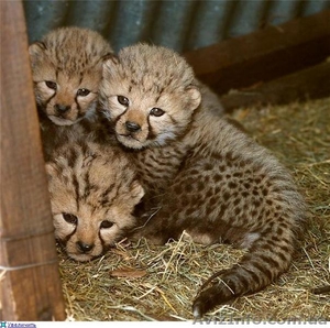 продажа котят гепарда #41145