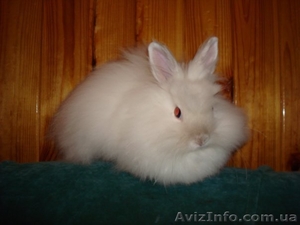 Срочно отдам ангорского кролика #44054