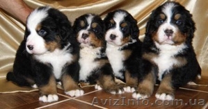 Продаются щенки Бернского зенненхунда #47551