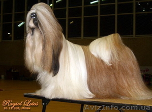 Перспективные щенки ши-тцу. #39294