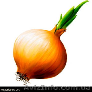 Продам овощи фрукты от производителя #41561