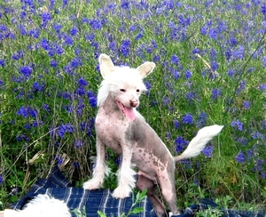 Продам Щенков Китайской Хохлатой 3 мес.декоративные и экзотические с документами #46960