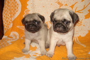 Продам замечательных щенков мопса #43061